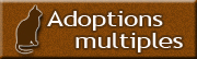 Chats - adoptions multiples