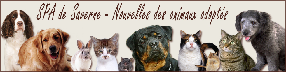 SPA de Saverne : nouvelles des animaux adoptés : chats, chiens, NACS